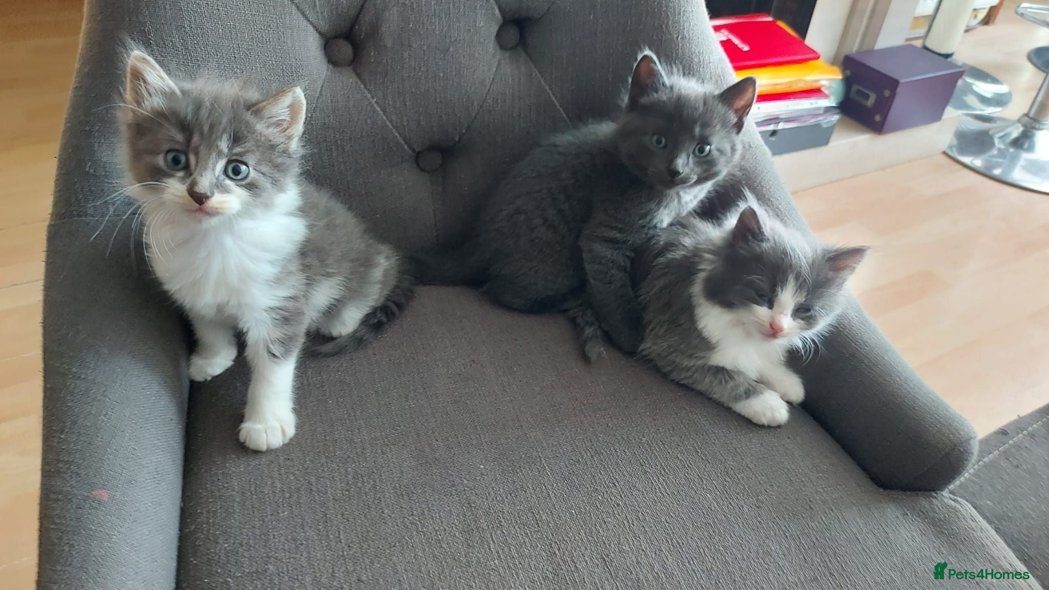 Mixed Breed cats Sweet kittens looking for a good home - Advert 1