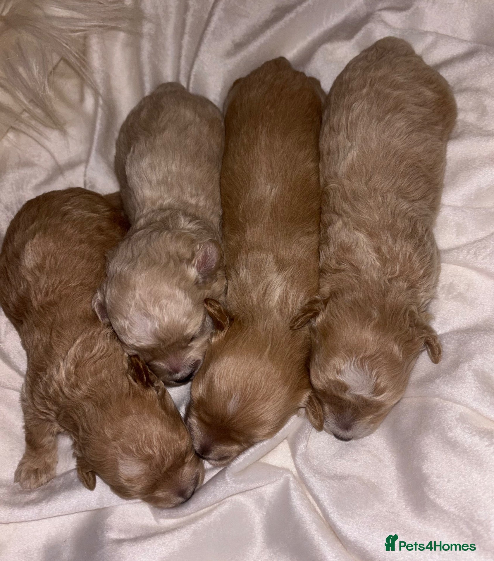 Maltipoo dogs Tiny miracle maltipoo  - Advert 8