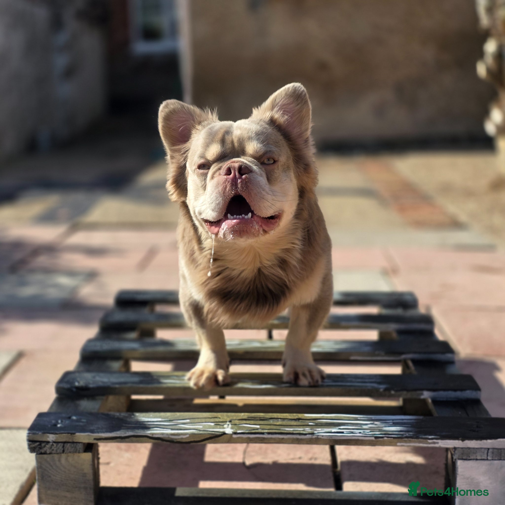 French Bulldog dogs MR COMPACTABULL  - Advert 1