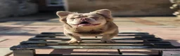 French Bulldog dogs for stud: MR COMPACTABULL  - Advert 1