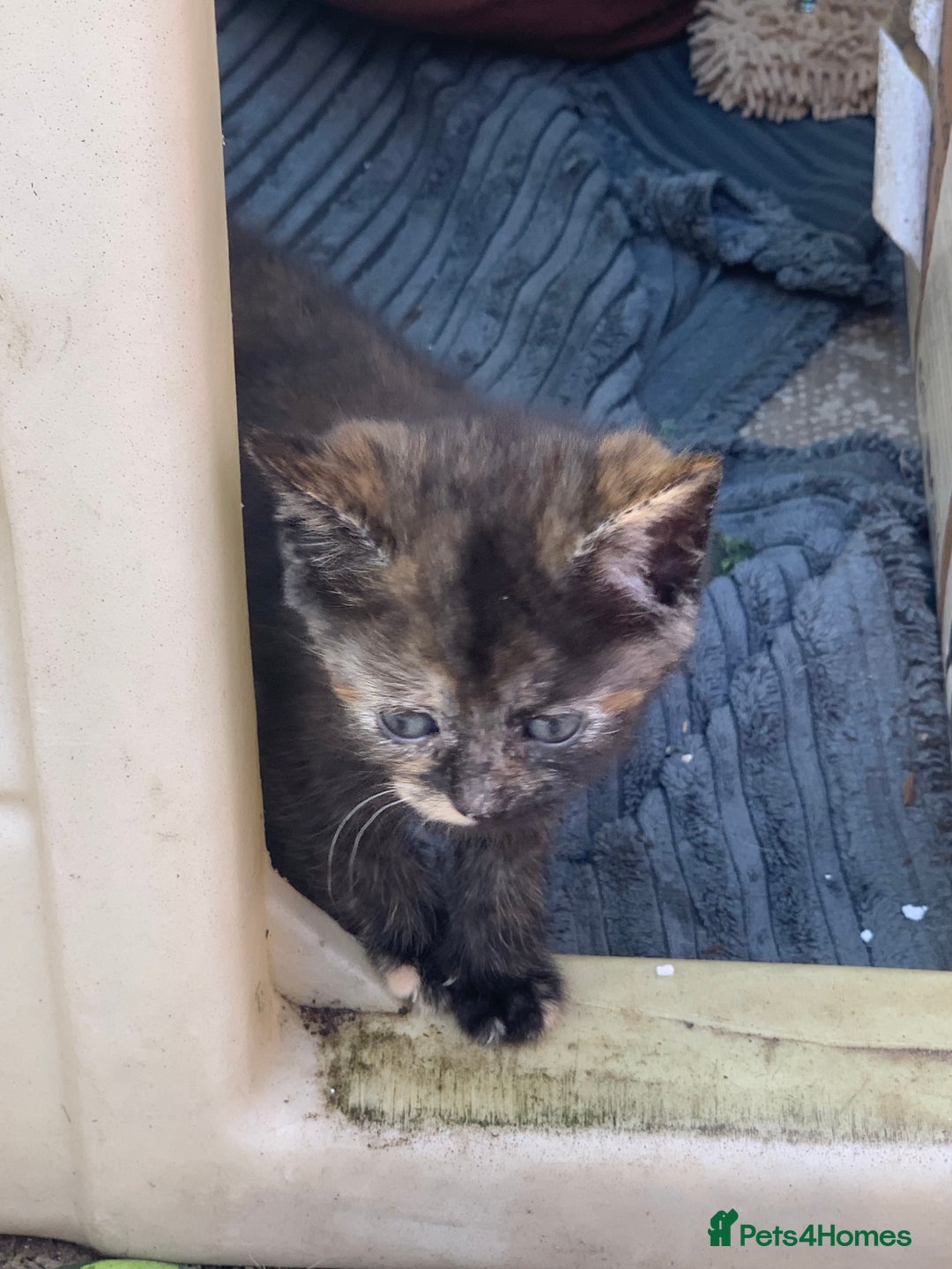 Mixed Breed cats for sale: 3 Kittens & Mother for Sale - Image 5