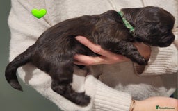 Cocker Spaniel dogs for sale: Litter of 7 - Image 19