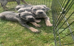 Cane Corso dogs for sale: Cane corso pups  - Image 2