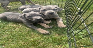 Cane Corso dogs - Advert 4