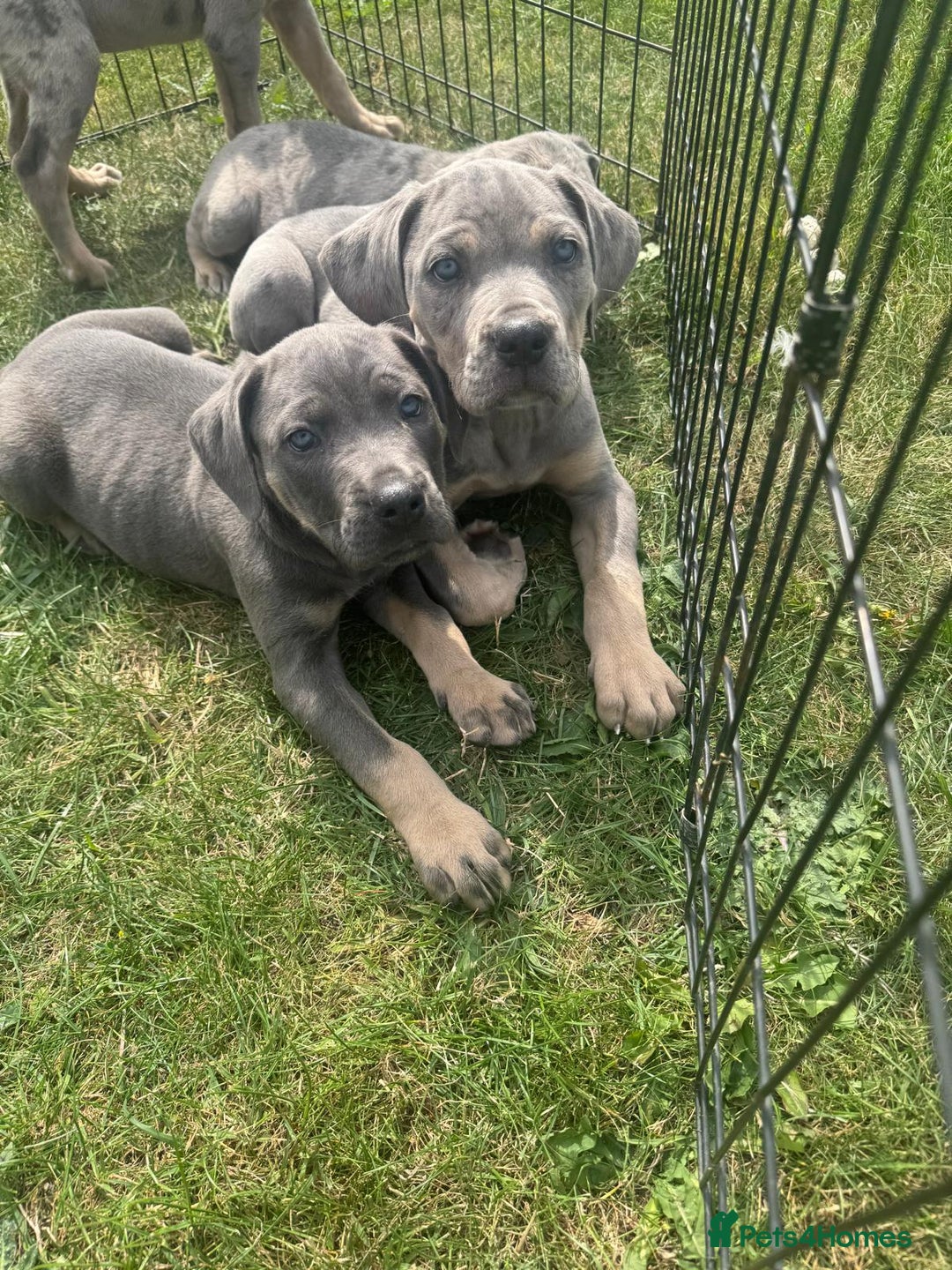 Cane Corso dogs for sale: Cane corso pups  - Image 2