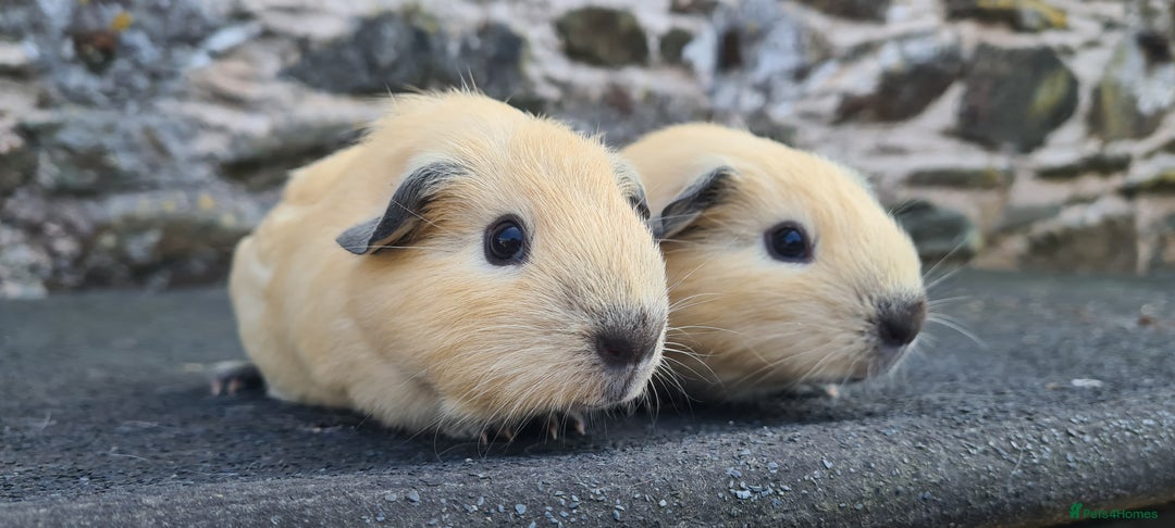 Guinea Pig rodents for sale: Californian Guinea pigs - Image 8