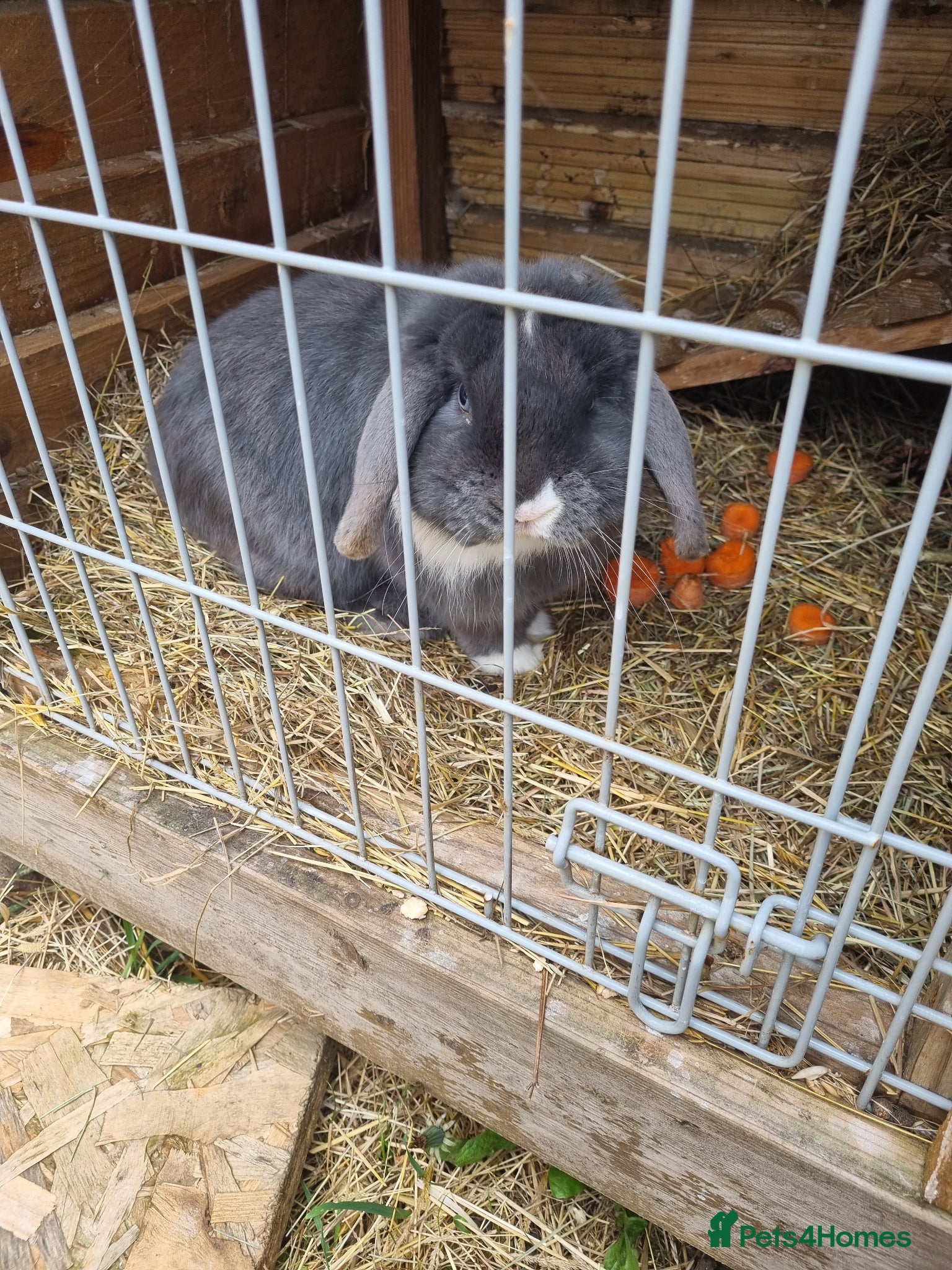 Mixed Breed rabbits Dwarf boy - Advert 1