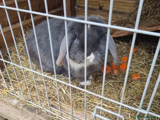 Mixed Breed rabbits Dwarf boy - Advert 1