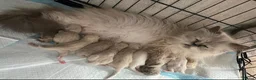 Persian cats for sale: Beautiful Blue Point Kittens - Advert 14
