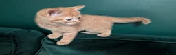 Mixed Breed cats for sale: Gorgeous ginger kittens for sale - Advert 13