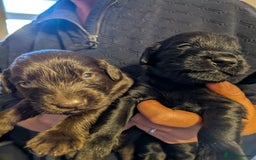 Flat coated Retriever dogs for sale: Beautiful litter of Flat Coated Retrievers - Image 6