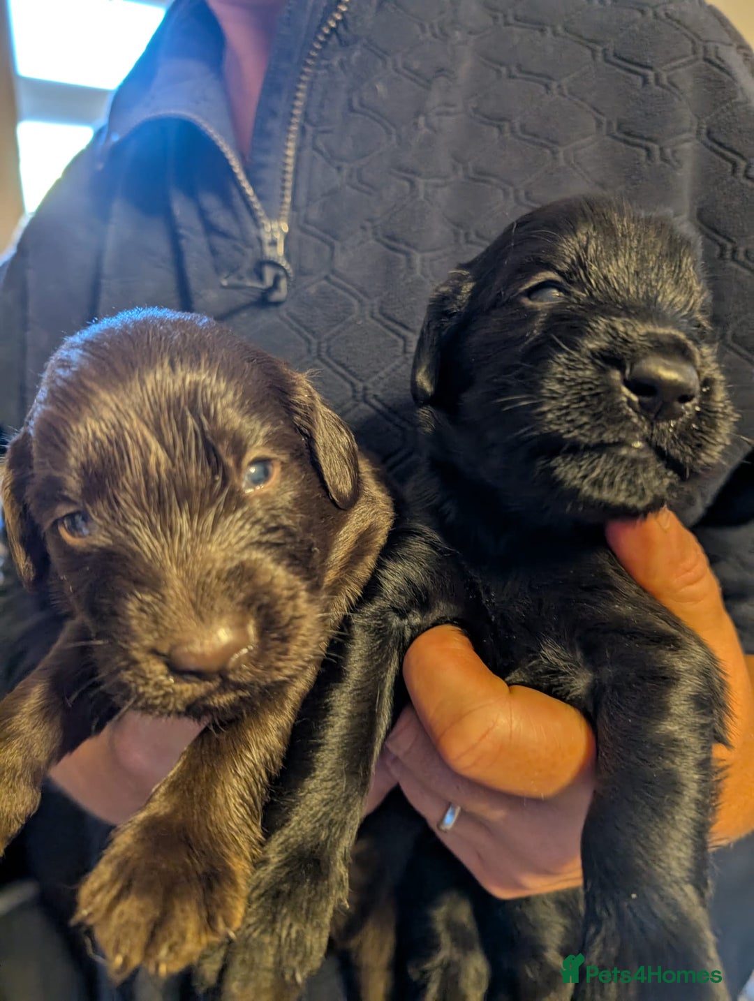 Flat coated Retriever dogs for sale: Beautiful litter of Flat Coated Retrievers - Image 6