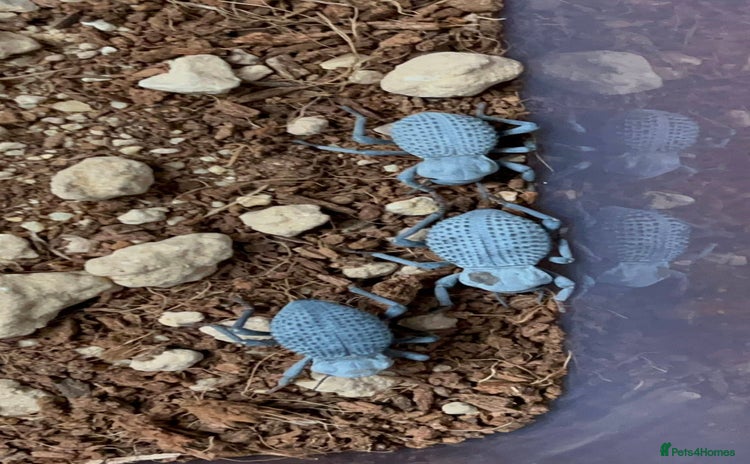 Beetles invertebrates - Advert 1