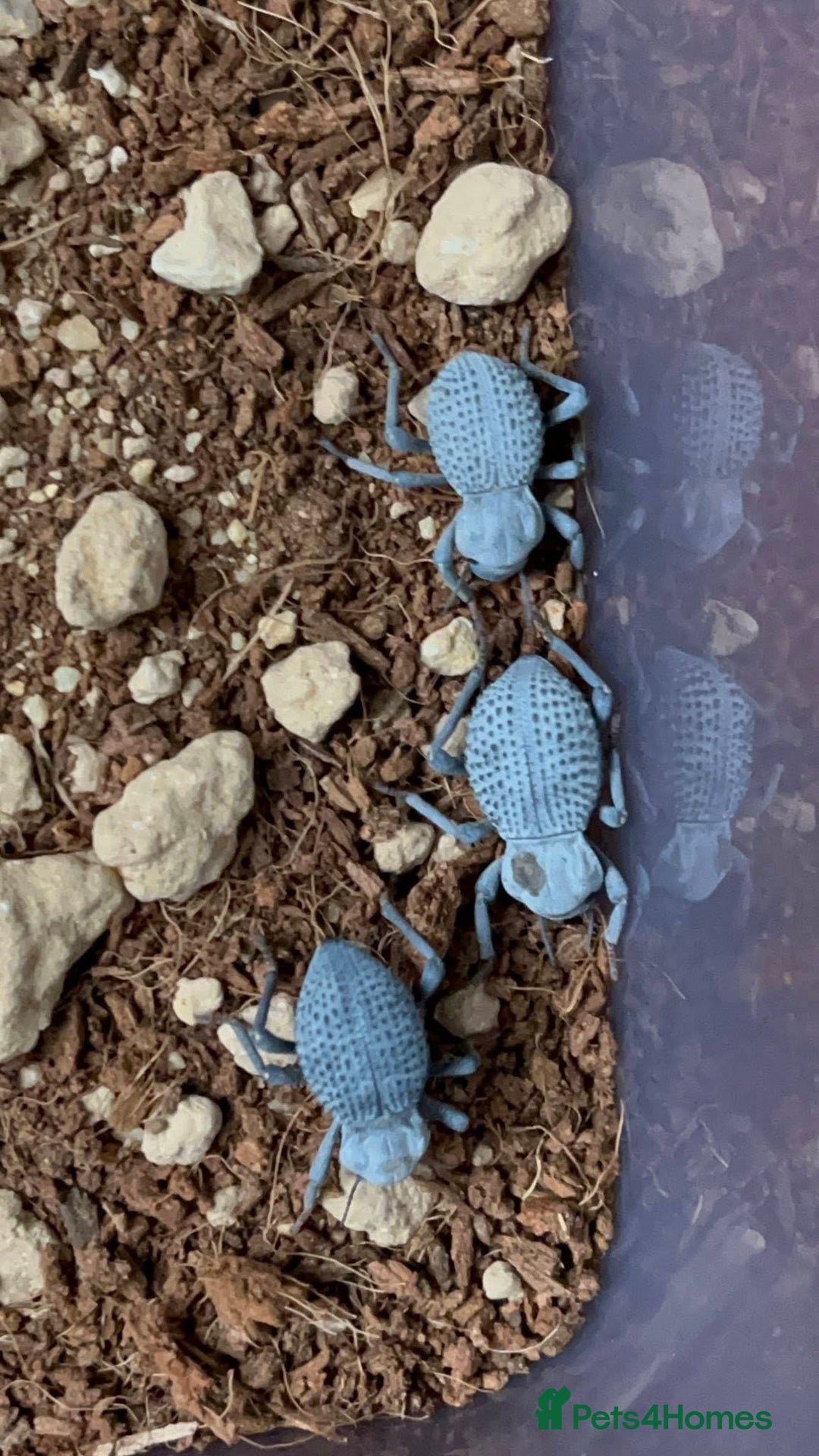 Beetles invertebrates for sale: Blue Death Feigning Beetles - Image 1