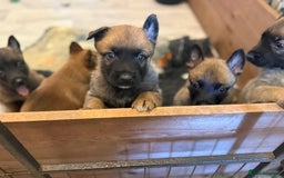 Belgian Shepherd Dog dogs for sale: Top working line puppies  - Image 27
