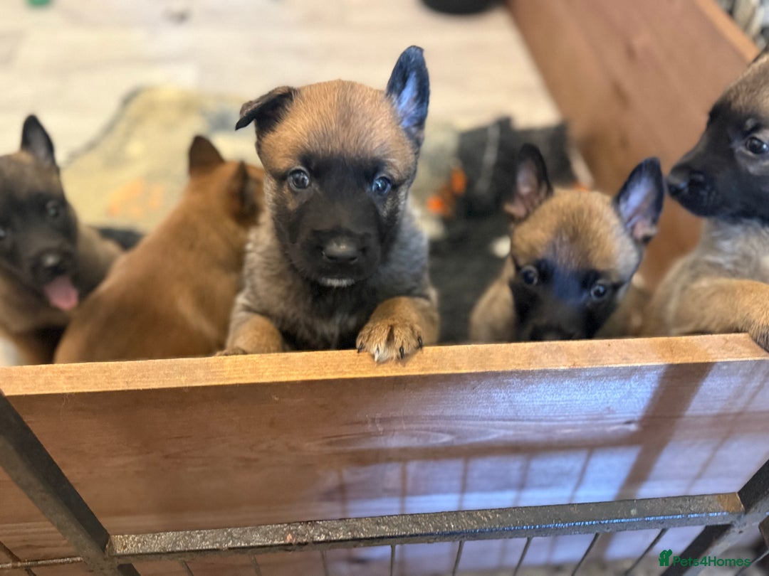 Belgian Shepherd Dog dogs for sale: Top working line puppies  - Image 27