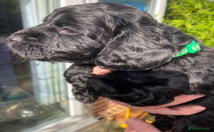 Cockapoo dogs - Advert 3