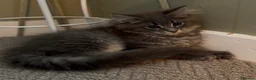 Maine Coon cats for sale: Blue tabby girl READY NOW umbilical hernia - Advert 4