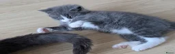 British Shorthair cats for sale: Marcin  - Advert 10