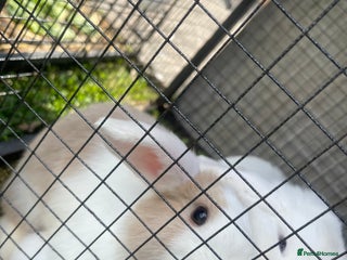 Mini Lop rabbits - Advert 1