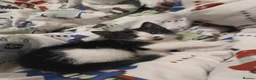 Mixed Breed cats for sale: Kitten in Thornton Heath - Advert 12