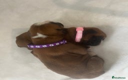 Boxer dogs for sale: Stunning Kc Boxer Puppies - Image 1