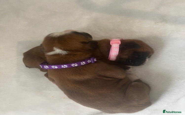 Boxer dogs - Advert 1