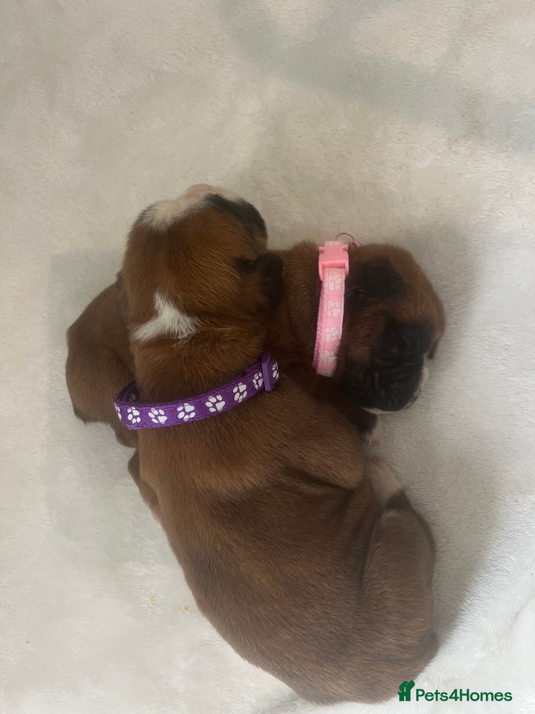 Boxer dogs for sale: Stunning Kc Boxer Puppies - Image 1