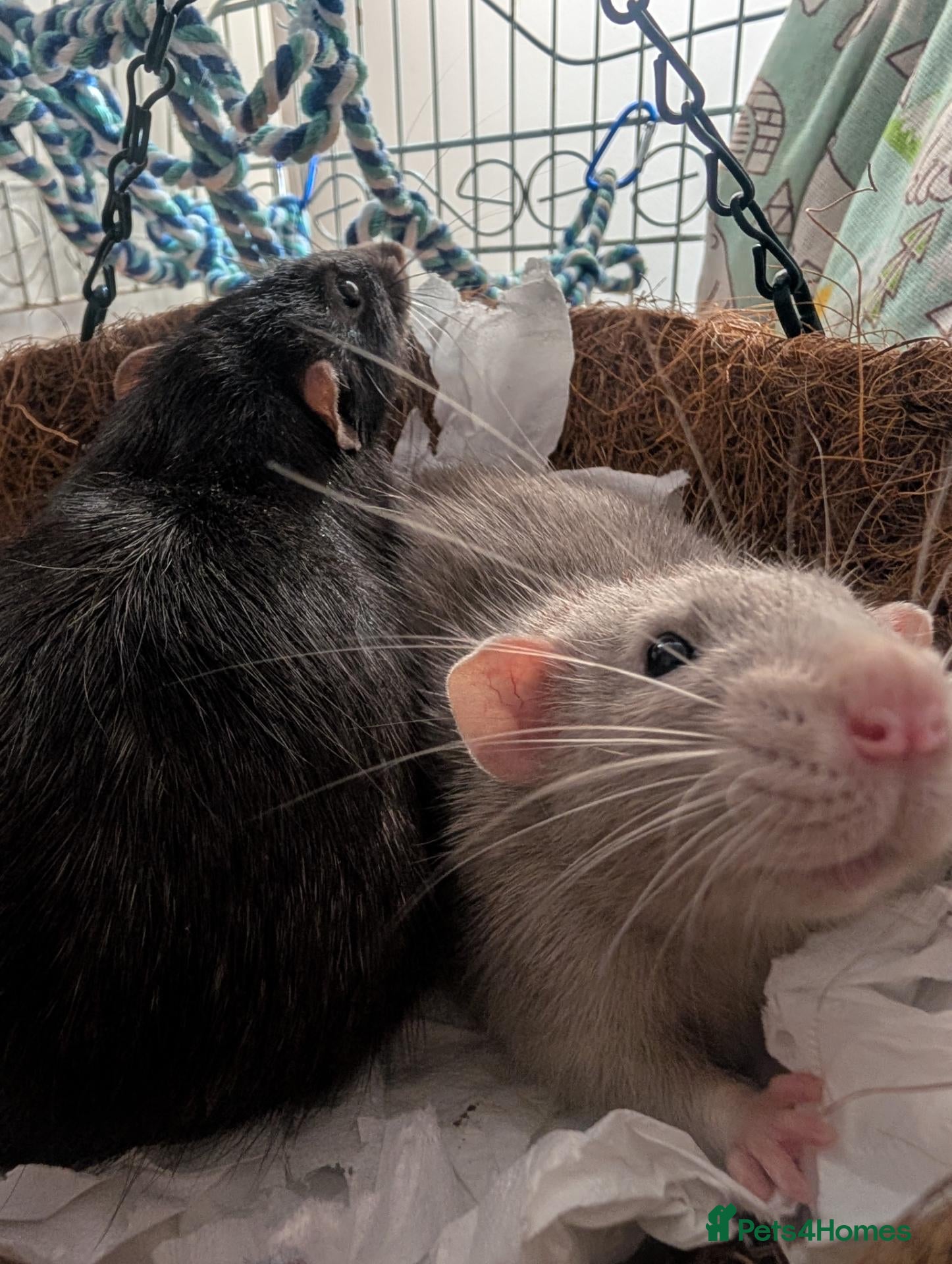Rat rodents 2 male rats for sale - Advert 6