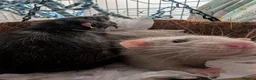 Rat rodents for sale: 2 male rats for sale in Coleford - Advert 1