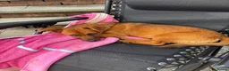 Mixed Breed dogs for adoption: Russo  in Egremont - Advert 4
