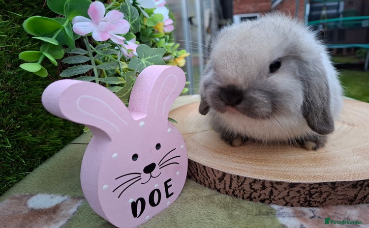 Mini Lop rabbits - Advert 1