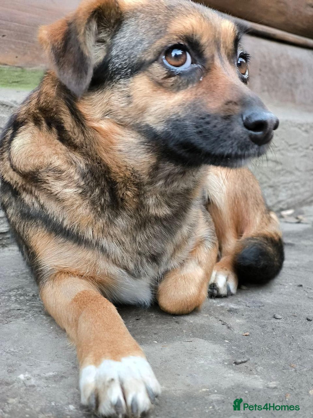 Mixed Breed dogs for adoption: 💖🐶 CHILLY 🐶💖 - Advert 7