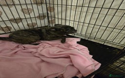 Pug dogs for sale: 2 female pugs for sale - Image 5