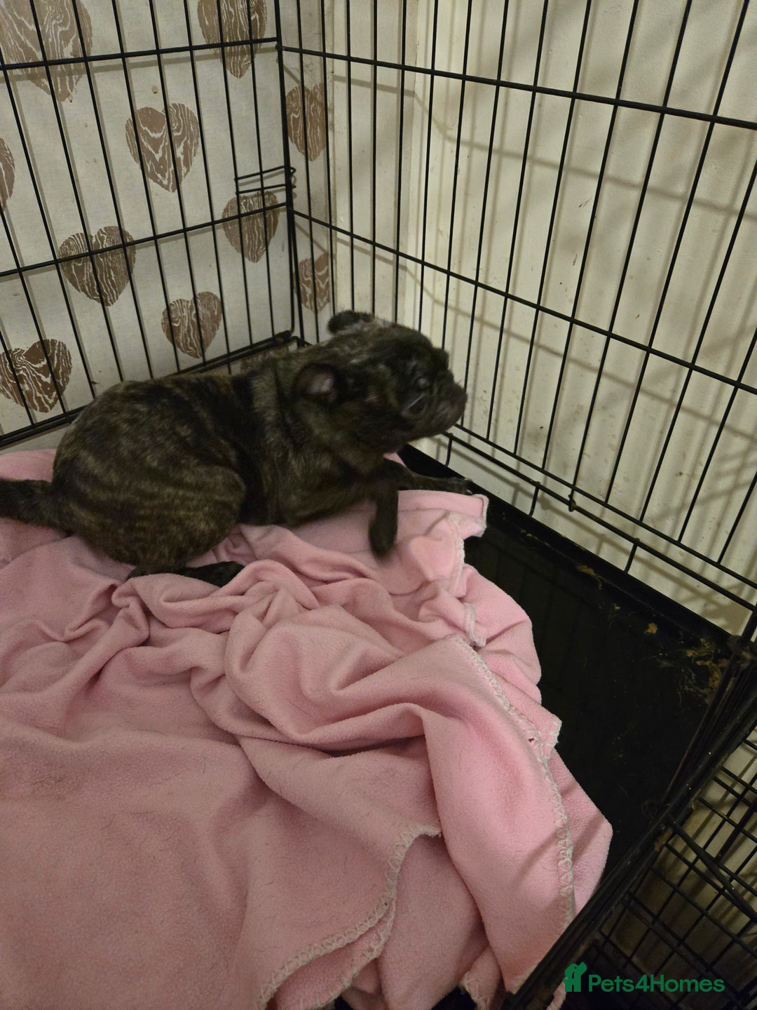 Pug dogs for sale: 2 female pugs for sale - Image 5