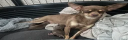 Chihuahua dogs for sale: 4 stunning chihuahua puppies  - Advert 16