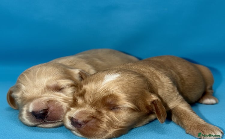 Cocker Spaniel dogs for sale - Advert 1