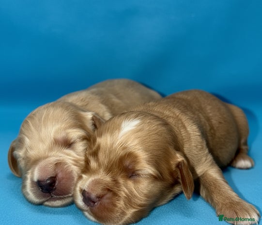 Cocker Spaniel dogs - Advert 6