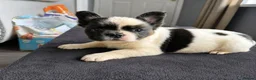 French Bulldog dogs for sale: Full fluffy frenchies in Newport - Advert 6