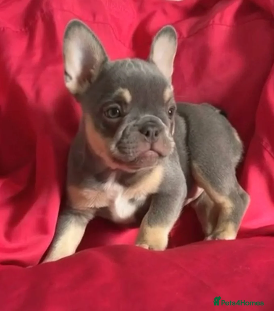 French Bulldog dogs for sale: 4 beautiful French bulldogs in Walsall - Advert 1