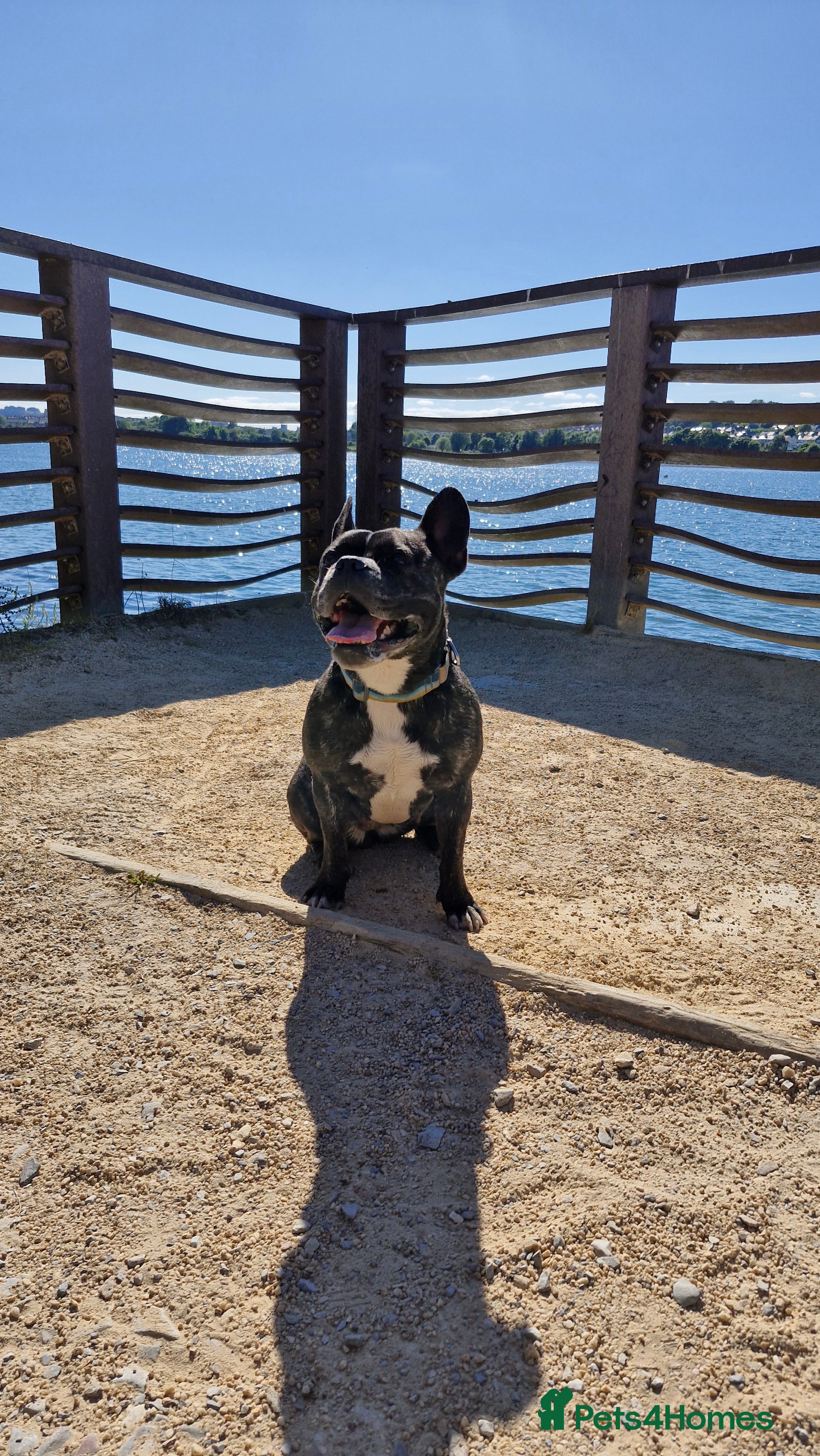 Mixed Breed dogs Fraffy 4 years old - Advert 7