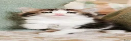 Maine Coon cats for sale: 🐾 Beautiful Maine Coon Kittens 🐾 - Advert 28