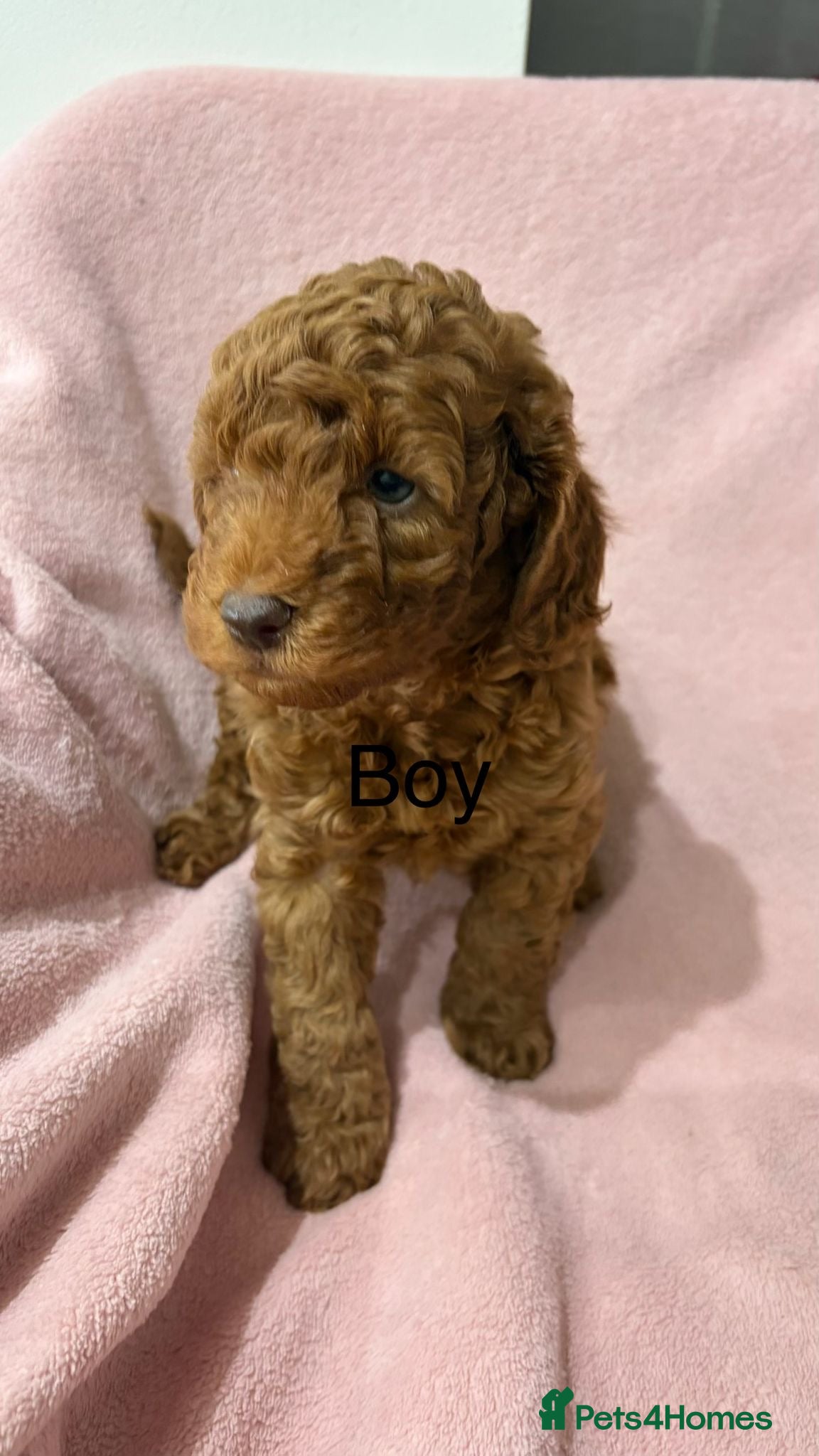 Miniature Poodle dogs  Pure Bred Miniature Poodles - Advert 5