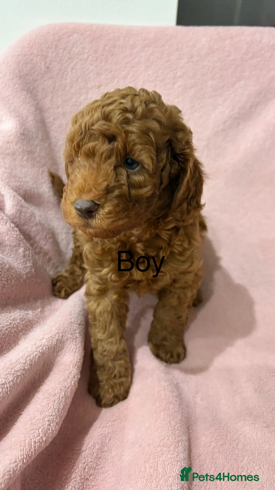 Miniature Poodle dogs for sale:  Pure Bred Miniature Poodles - Advert 2