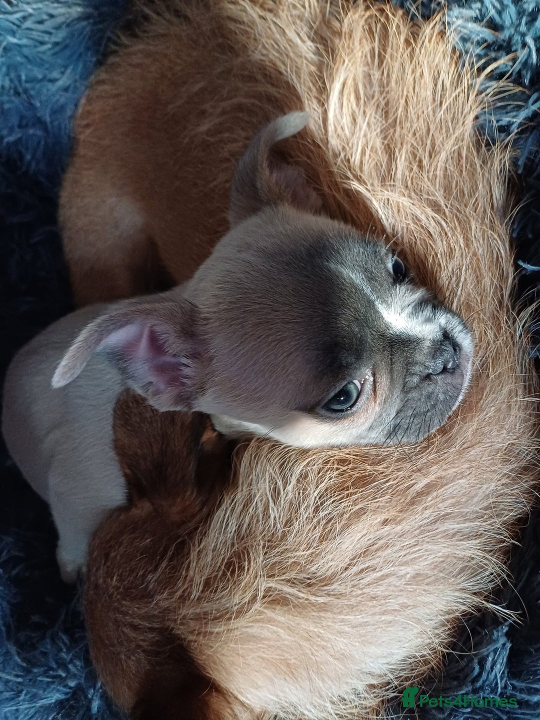 Mixed Breed dogs for sale: Cream puppy  - Image 1