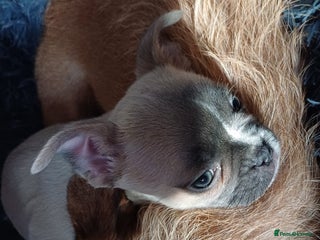 Mixed Breed dogs - Advert 2