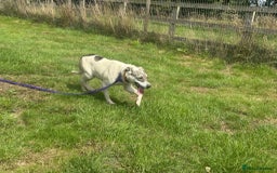 Mixed Breed dogs for adoption: Lotty (2) Norwich Norfolk  - Image 6