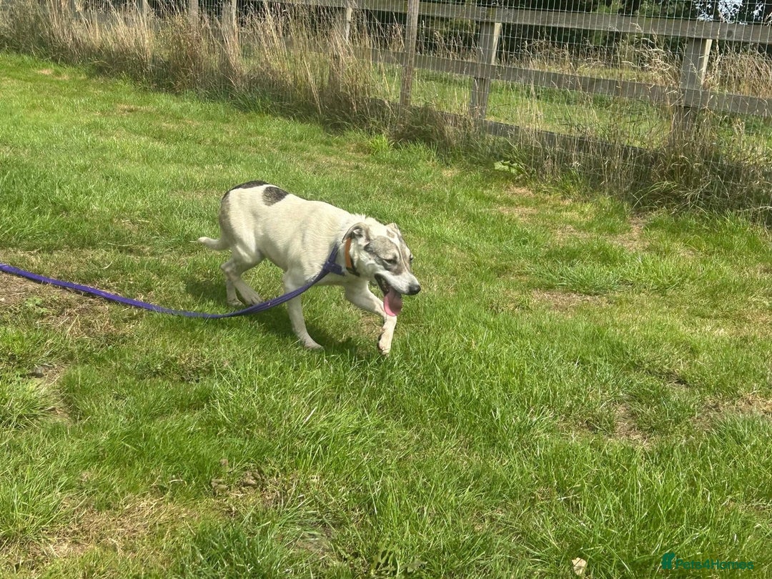 Mixed Breed dogs for adoption: Lotty (2) Norwich Norfolk  - Image 6