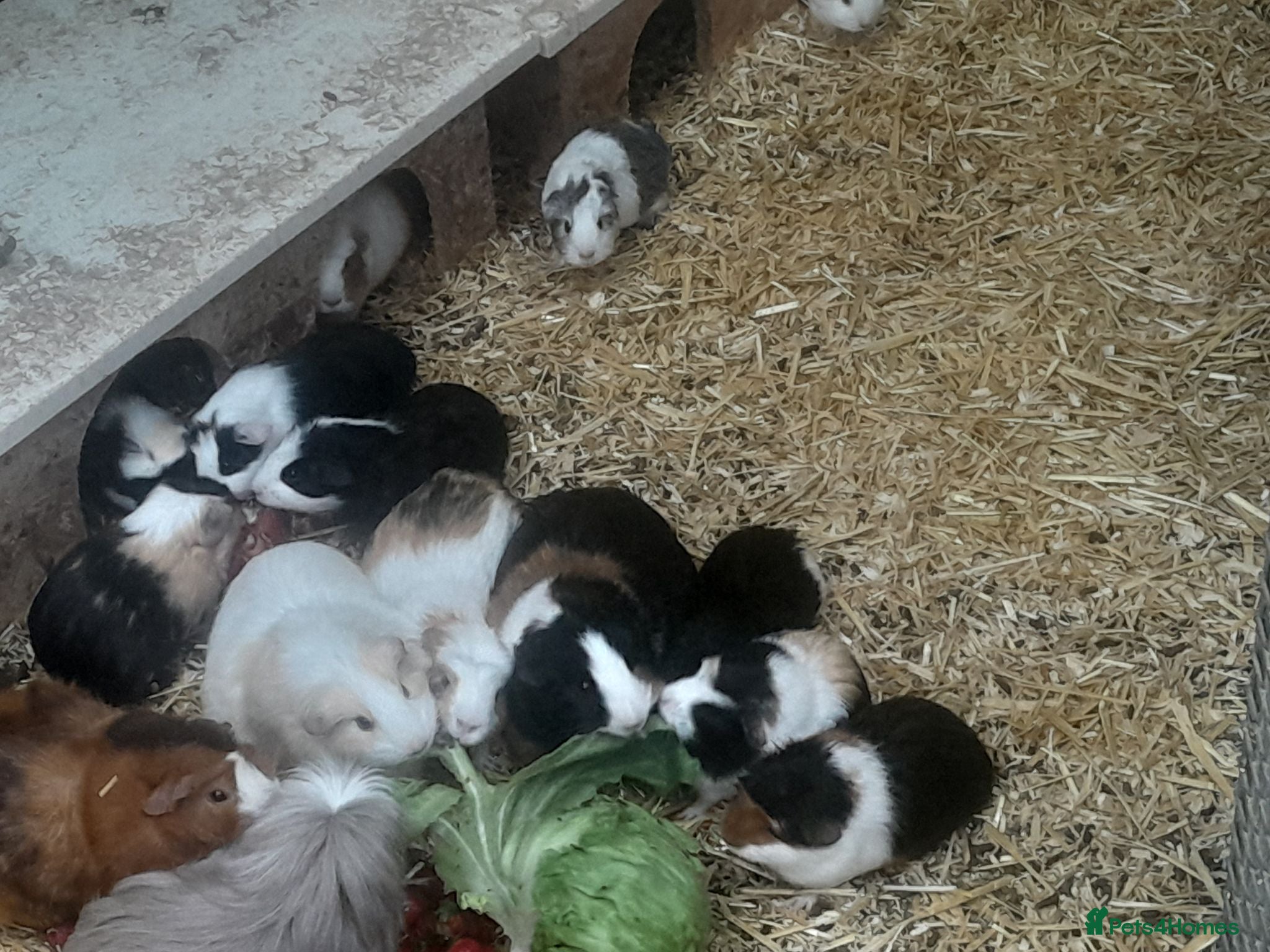 Guinea Pig rodents Baby guinea pigs - Advert 1
