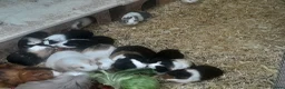 Guinea Pig rodents for sale: Baby guinea pigs - Advert 1